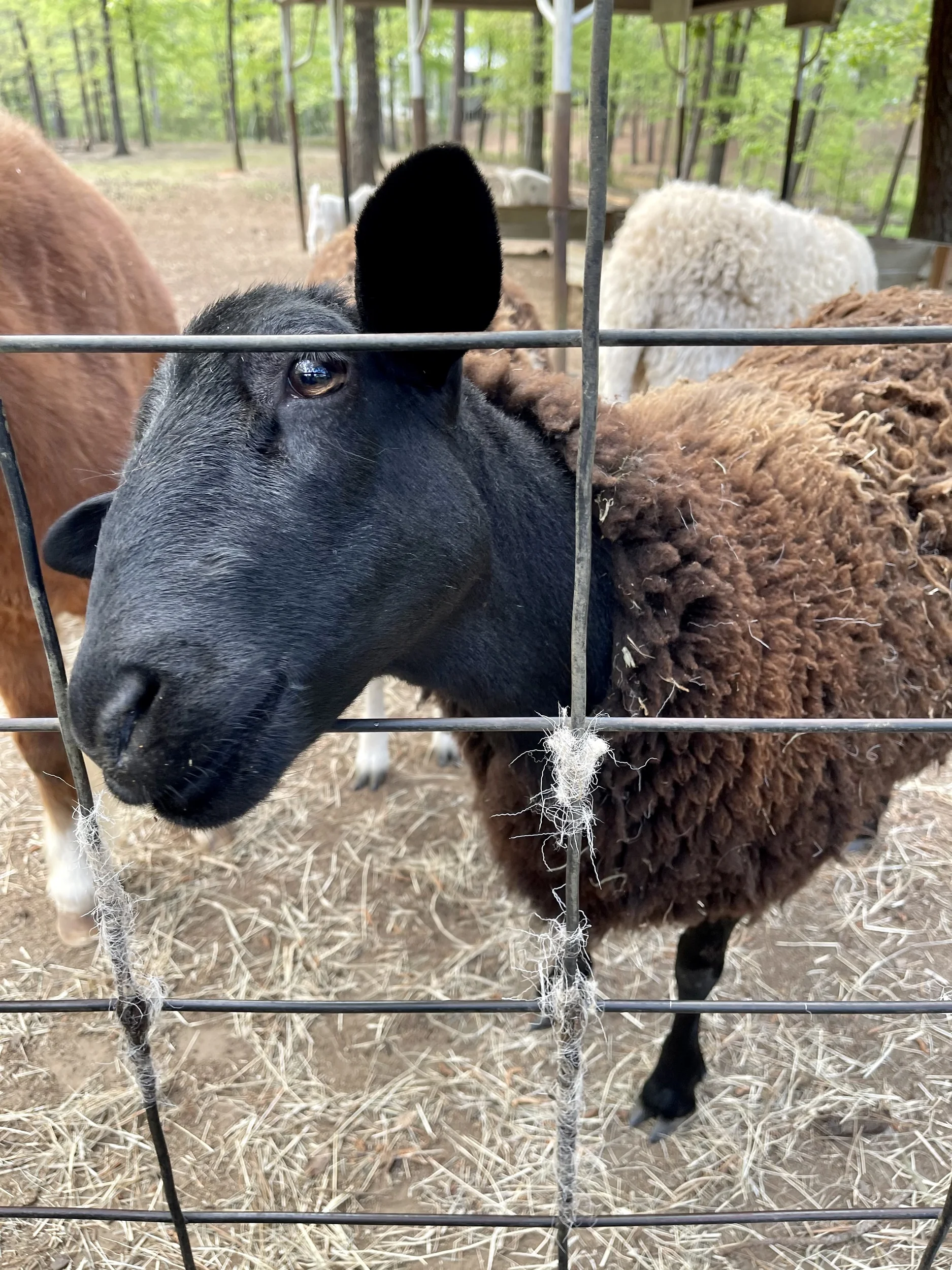 Sheep looking through a fence